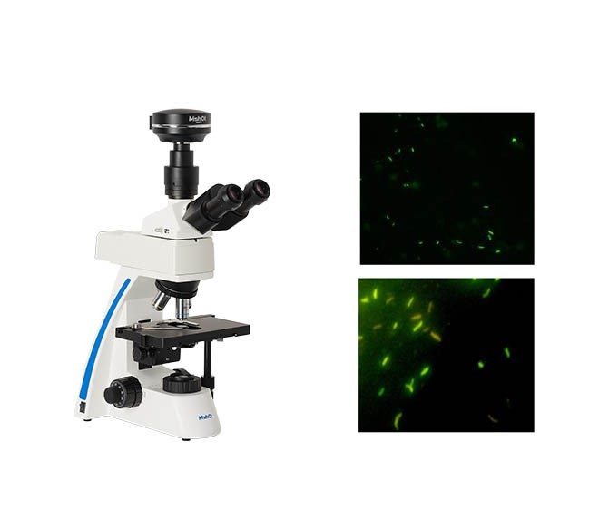 熒光顯微鏡光學鏡片分析